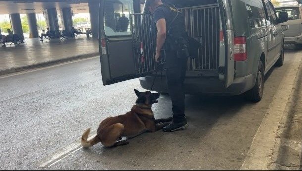 Όλη η αλήθεια για την εκπαίδευση των αστυνομικών σκύλων